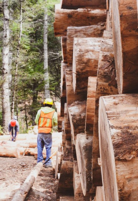 logging-5839535_1920
